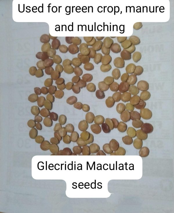 Plantation seeds
